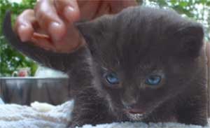 Cat Photo