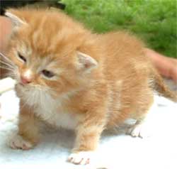 Cat Photo