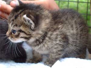 Cat Photo