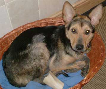 Dog Photo