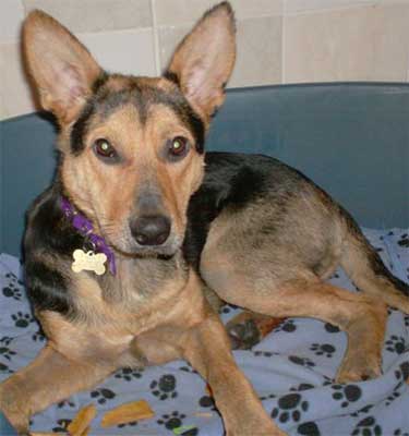 Dog Photo